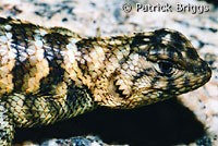 Granite Spiny Lizard