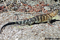 Granite Spiny Lizards