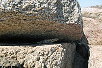 Granite Spiny Lizards