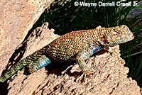 Granite Spiny Lizards