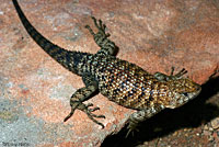 Granite Spiny Lizard