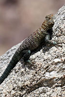 Granite Spiny Lizard