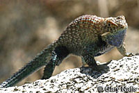 Granite Spiny Lizard