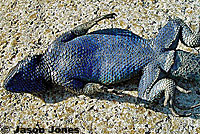 Male Granite Spiny Lizard Underside