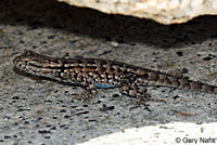 Sierra Fence Lizard