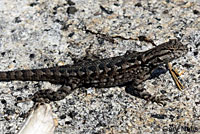 Sierra Fence Lizard