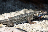 Sierra Fence Lizard