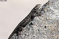 Sierra Fence Lizard