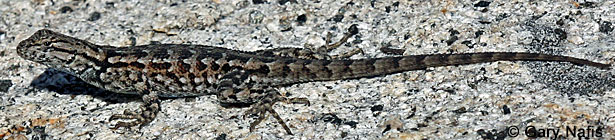 Sierra Fence Lizard