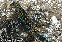 Sierra Fence Lizard