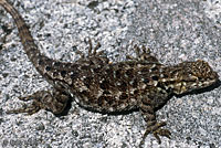 Sierra Fence Lizard