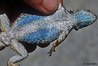 Sierra Fence Lizard