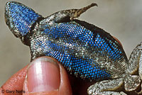 Sierra Fence Lizard