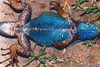 Sierra Fence Lizard