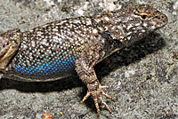 Sierra Fence Lizard