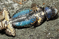 Sierra Fence Lizard