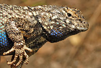 Sierra Fence Lizard