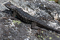 Sierra Fence Lizard