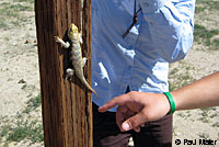 yellow-backed spiny lizard