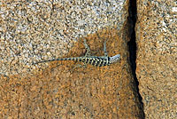 yellow-backed spiny lizard