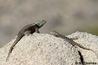 desert spiny lizard