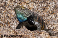 desert spiny lizard