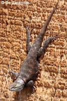 desert spiny lizard