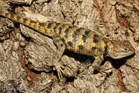 yellow-backed spiny lizard