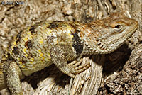 yellow-backed spiny lizard