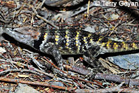 yellow-backed spiny lizard