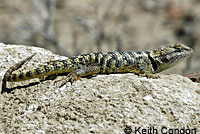 yellow-backed spiny lizard