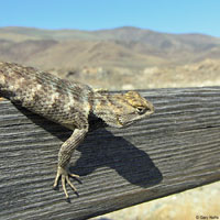 yellow-backed spiny lizard