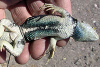 yellow-backed spiny lizard