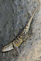 yellow-backed spiny lizard