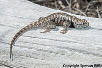 yellow-backed spiny lizard