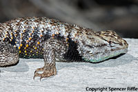 yellow-backed spiny lizard