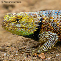 yellow-backed spiny lizard