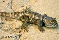 yellow-backed spiny lizard