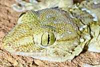 San Francisco Alligator Lizard