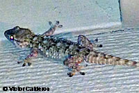 Moorish Wall Gecko