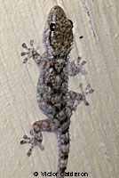 Moorish Wall Gecko