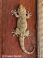 Moorish Wall Gecko