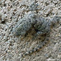 Moorish Wall Gecko