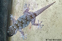 Moorish Wall Gecko