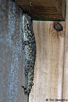 Moorish Wall Gecko