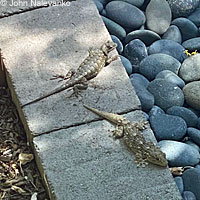 Moorish Wall Gecko