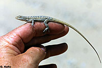 Long-tailed Brush Lizard