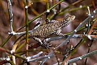 Long-tailed Brush Lizard