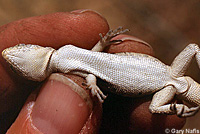 Long-tailed Brush Lizard