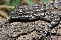 Long-tailed Brush Lizard